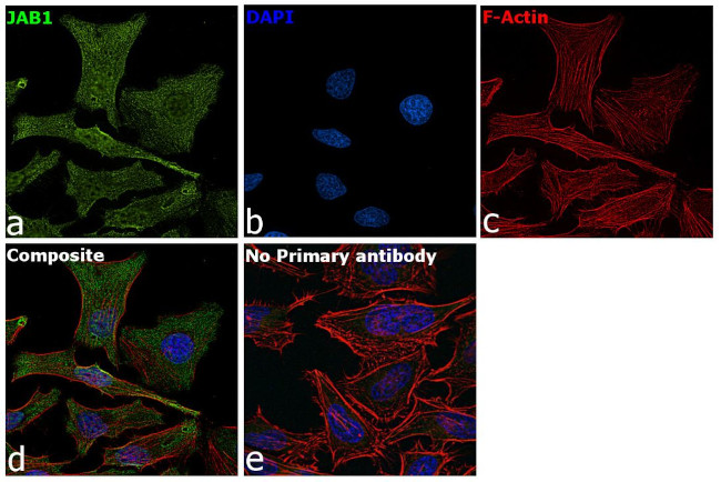 JAB1 Antibody in Immunocytochemistry (ICC/IF)