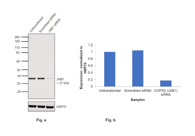 JAB1 Antibody