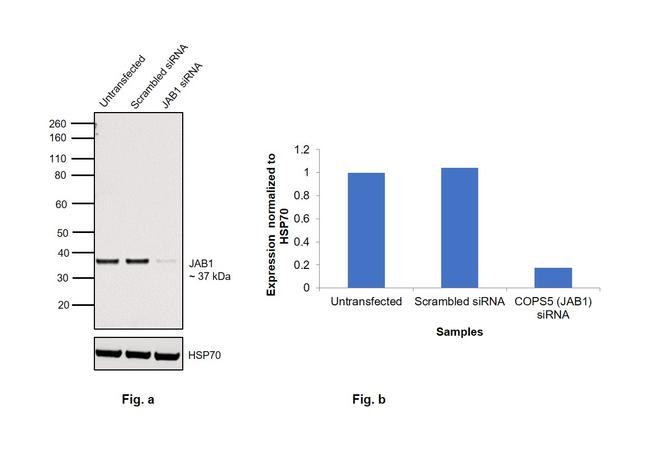 JAB1 Antibody in Western Blot (WB)