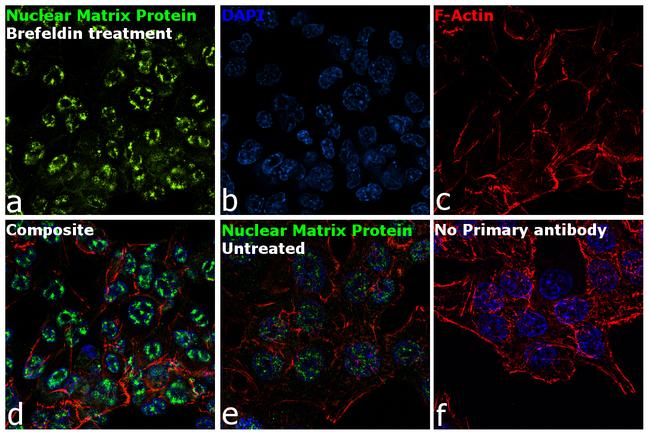 Nuclear Matrix Protein p84 Antibody