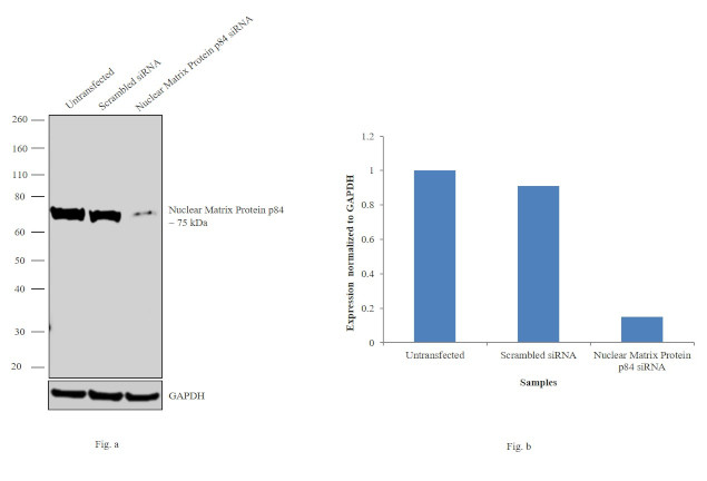 Nuclear Matrix Protein p84 Antibody