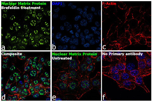 Nuclear Matrix Protein p84 Antibody in Immunocytochemistry (ICC/IF)