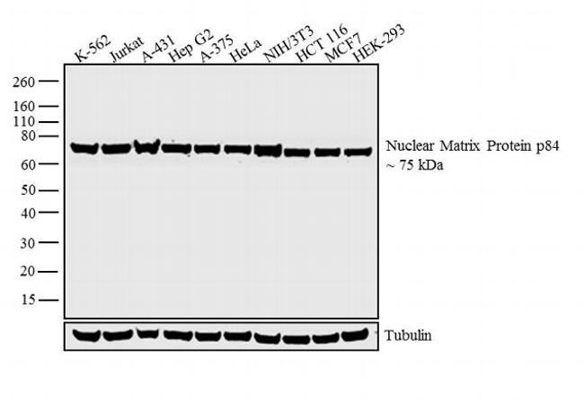 Nuclear Matrix Protein p84 Antibody in Western Blot (WB)