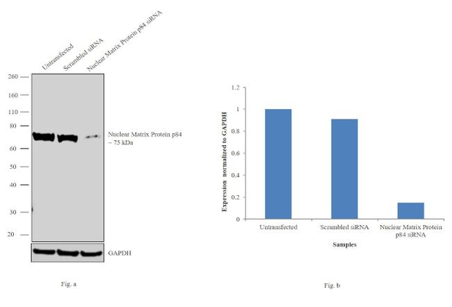 Nuclear Matrix Protein p84 Antibody in Western Blot (WB)