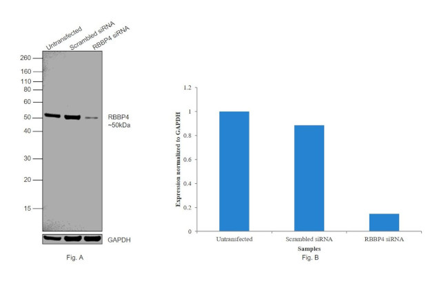 RbAp48 Antibody