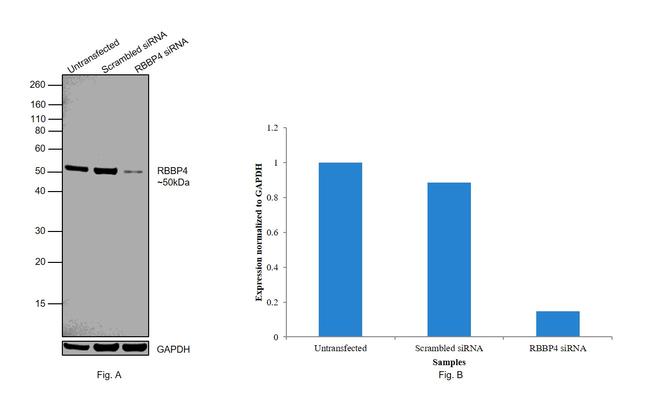 RbAp48 Antibody in Western Blot (WB)