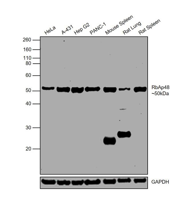 RbAp48 Antibody in Western Blot (WB)