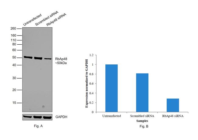 RbAp48 Antibody in Western Blot (WB)