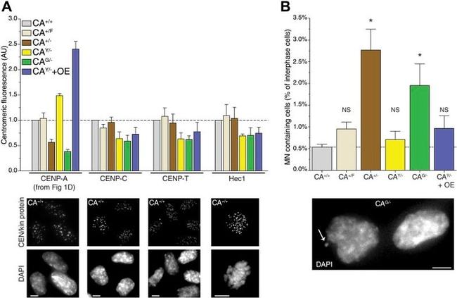 HEC1 Antibody in Immunocytochemistry (ICC/IF)