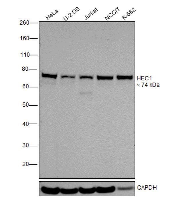 HEC1 Antibody in Western Blot (WB)