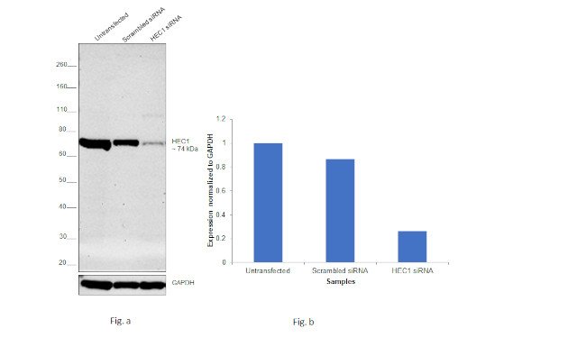 HEC1 Antibody