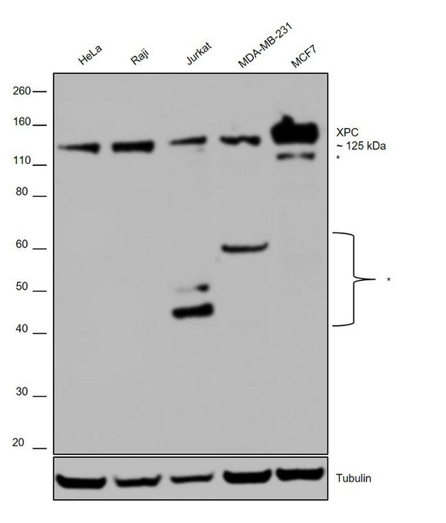 XPC Antibody in Western Blot (WB)