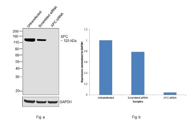 XPC Antibody in Western Blot (WB)