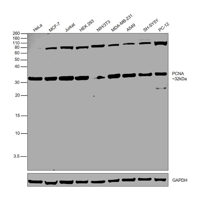 PCNA Antibody in Western Blot (WB)