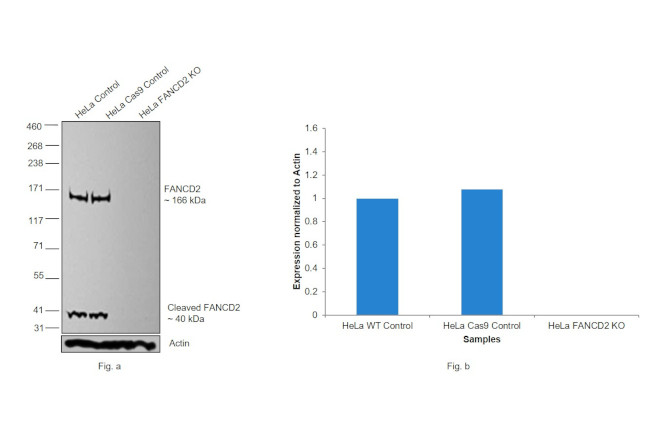 FANCD2 Antibody