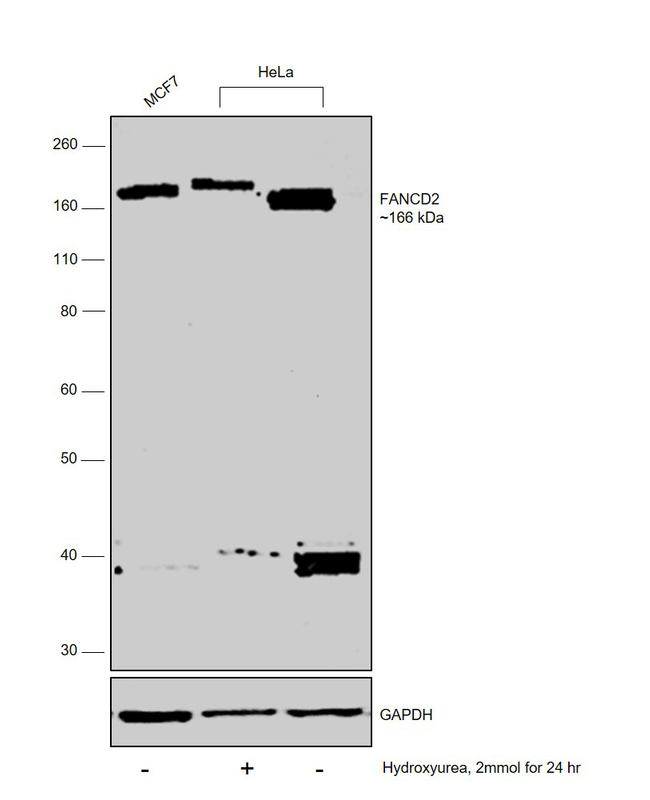 FANCD2 Antibody in Western Blot (WB)