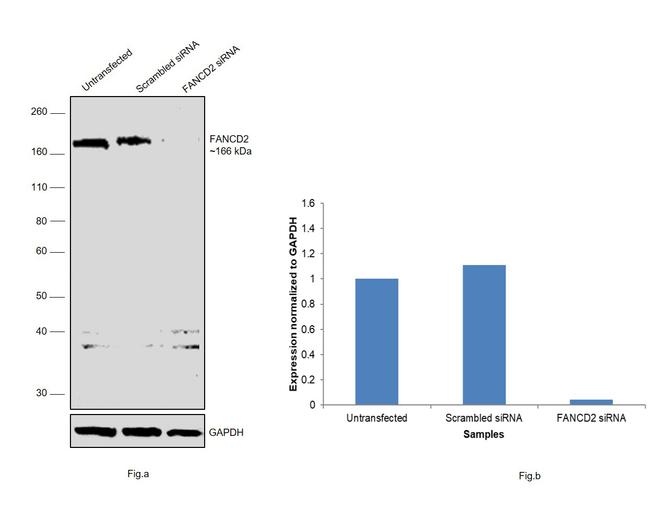 FANCD2 Antibody in Western Blot (WB)