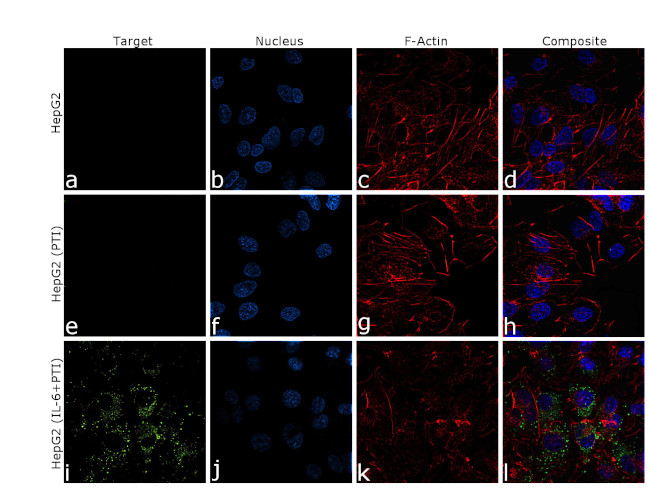 CRP Antibody in Immunocytochemistry (ICC/IF)