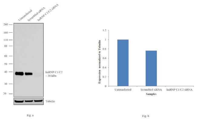 hnRNP C1/C2 Antibody in Western Blot (WB)