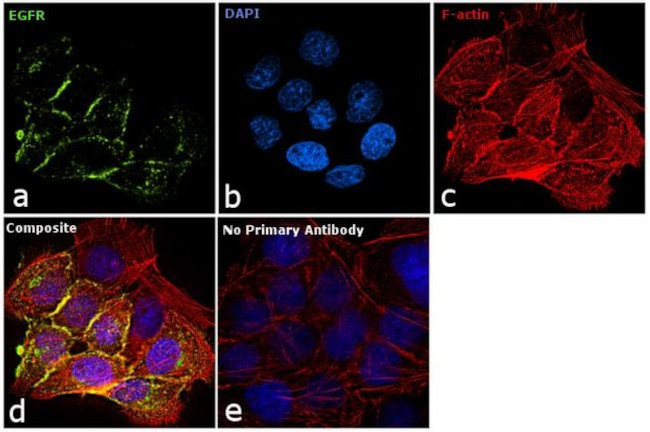 EGFR Antibody in Immunocytochemistry (ICC/IF)