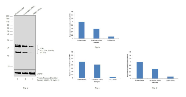 FGF2 Antibody