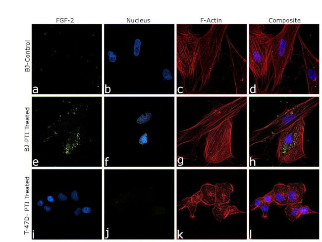 FGF2 Antibody in Immunocytochemistry (ICC/IF)