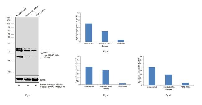 FGF2 Antibody in Western Blot (WB)