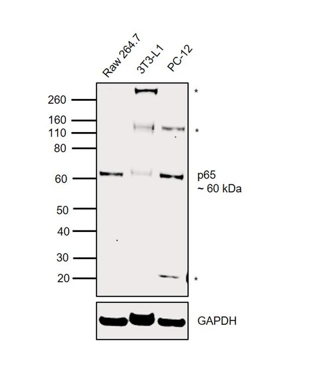 NFkB p65 Antibody in Western Blot (WB)