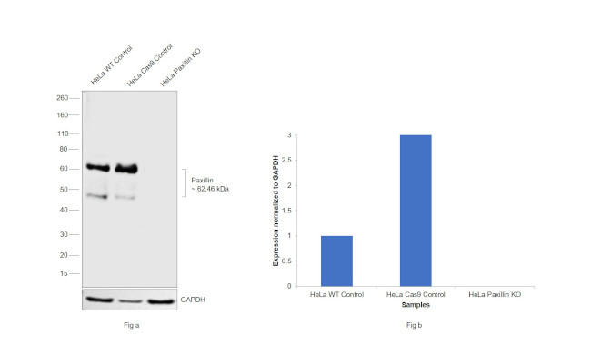 Paxillin Antibody