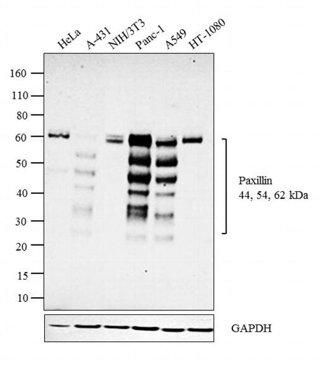 Paxillin Antibody in Western Blot (WB)