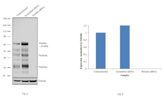 Paxillin Antibody in Western Blot (WB)