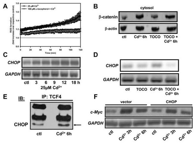 CHOP Antibody in Western Blot (WB)