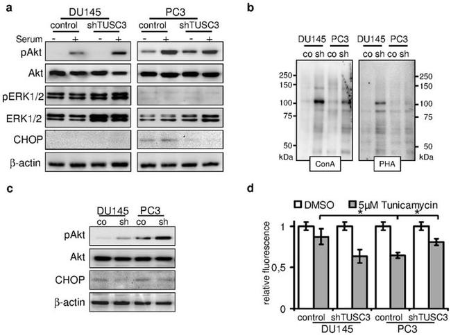 CHOP Antibody in Western Blot (WB)