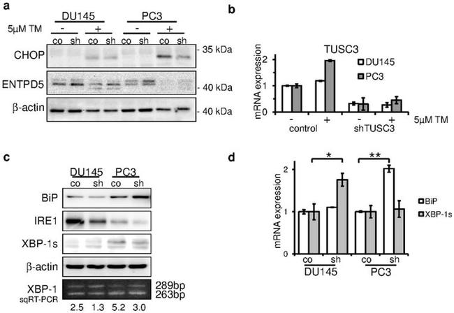 CHOP Antibody in Western Blot (WB)