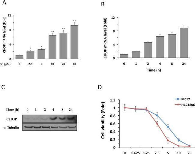 CHOP Antibody in Western Blot (WB)