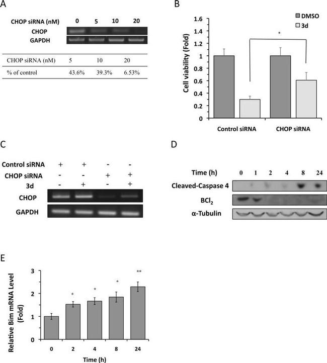 CHOP Antibody in Western Blot (WB)