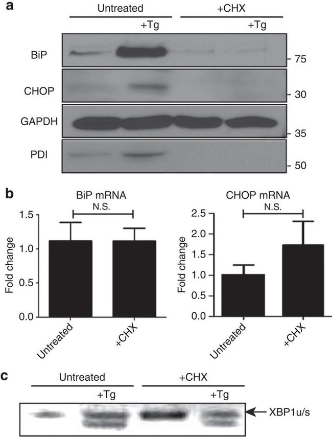 CHOP Antibody in Western Blot (WB)