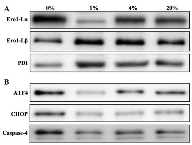 CHOP Antibody in Western Blot (WB)