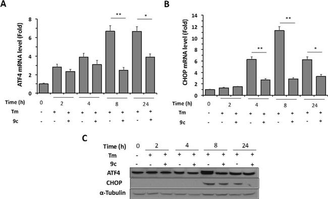 CHOP Antibody in Western Blot (WB)