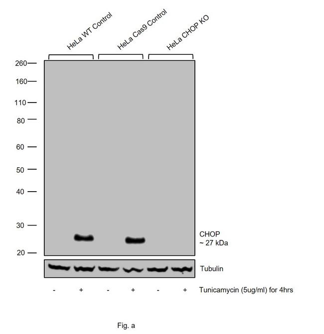 CHOP Antibody in Western Blot (WB)