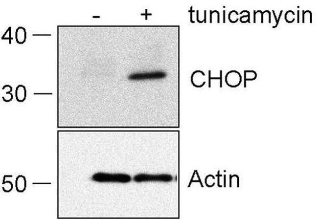 CHOP Antibody in Western Blot (WB)