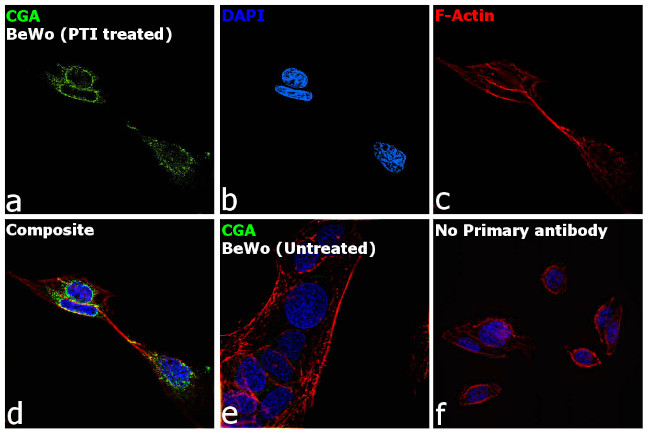 CGA Antibody in Immunocytochemistry (ICC/IF)