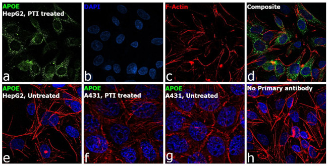 APOE Antibody in Immunocytochemistry (ICC/IF)