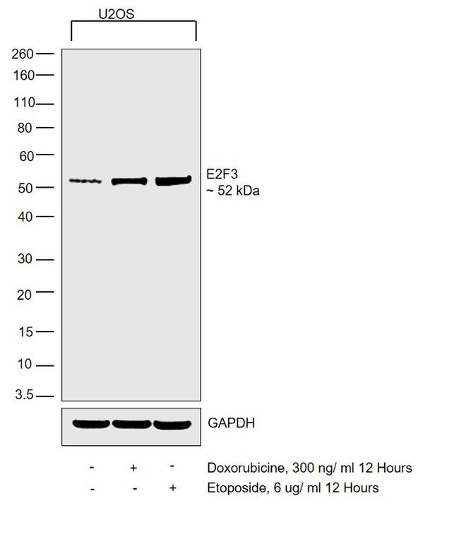 E2F3 Antibody