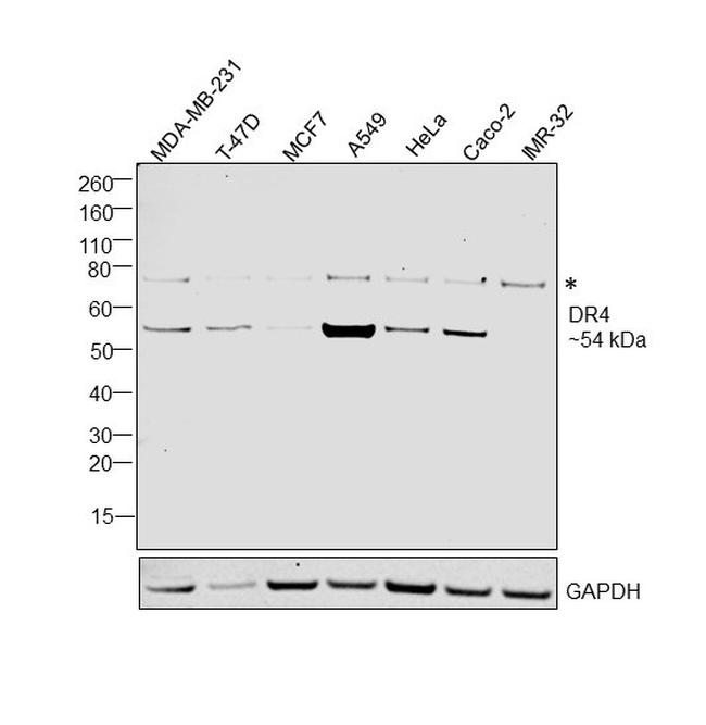 DR4 Antibody in Western Blot (WB)