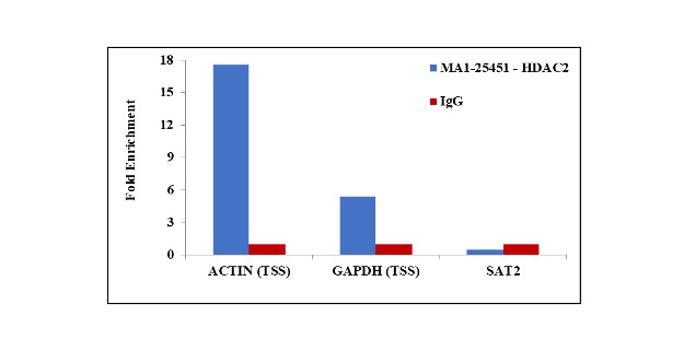 HDAC2 Antibody in ChIP Assay (ChIP)