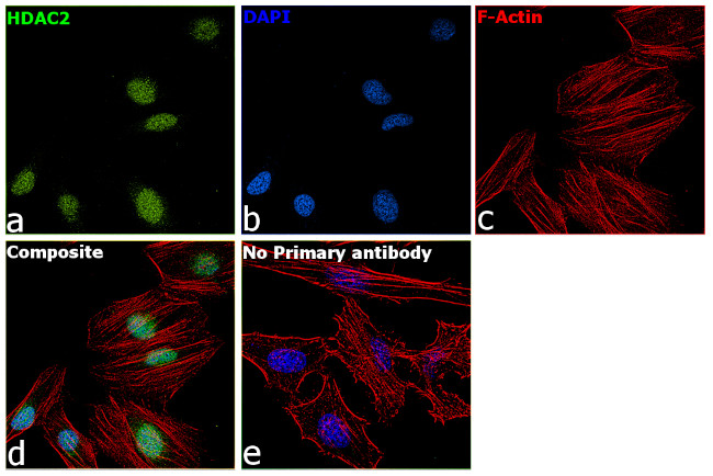 HDAC2 Antibody in Immunocytochemistry (ICC/IF)