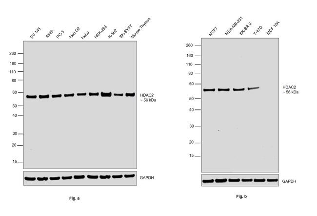 HDAC2 Antibody in Western Blot (WB)