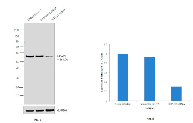 HDAC2 Antibody