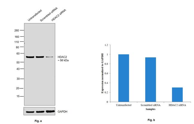 HDAC2 Antibody in Western Blot (WB)